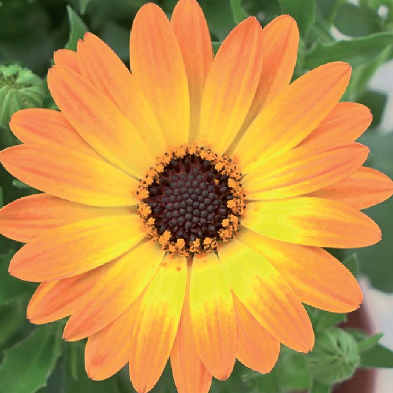 Solemio orange yellow eye ® 